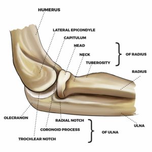 Elbow Surgeon | Famous Orthopedic Surgeon in Bangalore